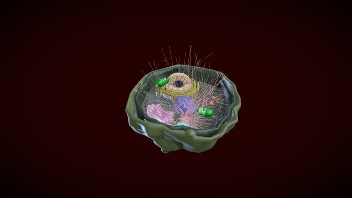 Plant Cell | Biology 3D Model