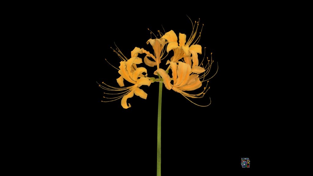 CC0 ショウキズイセン Golden Spider Lily, L. traubii