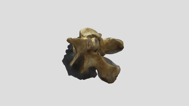 American Beaver Lumbar Vert 3D Model