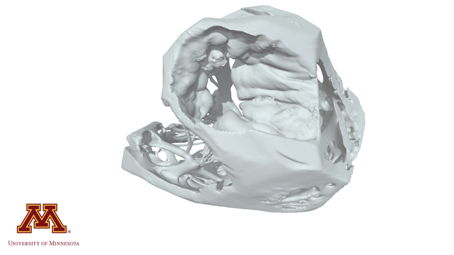 Tricuspid Valve