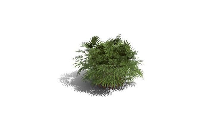 Realistic HD Bamboo palm (17/30) 3D Model