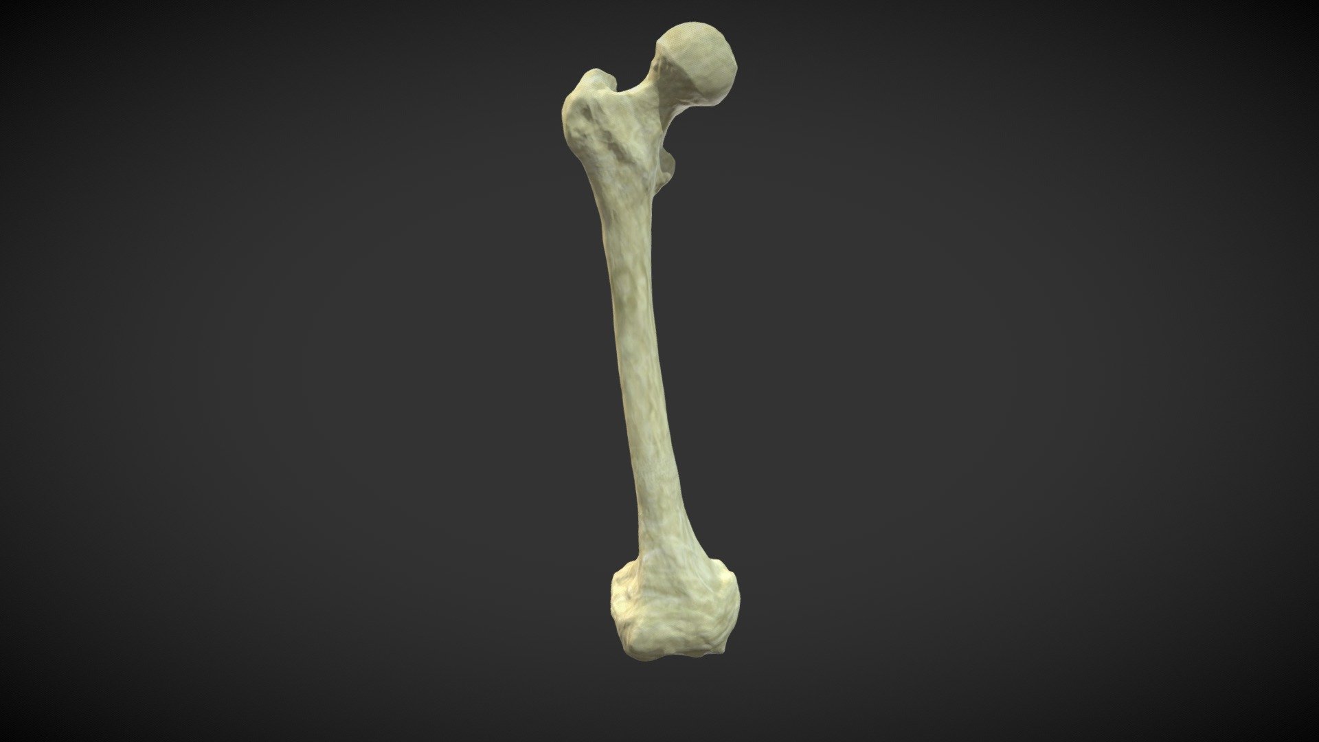 Human femur bone - Download Free 3D model by Tom O'Graphyx