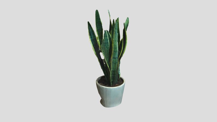 pflanzini 3D Model