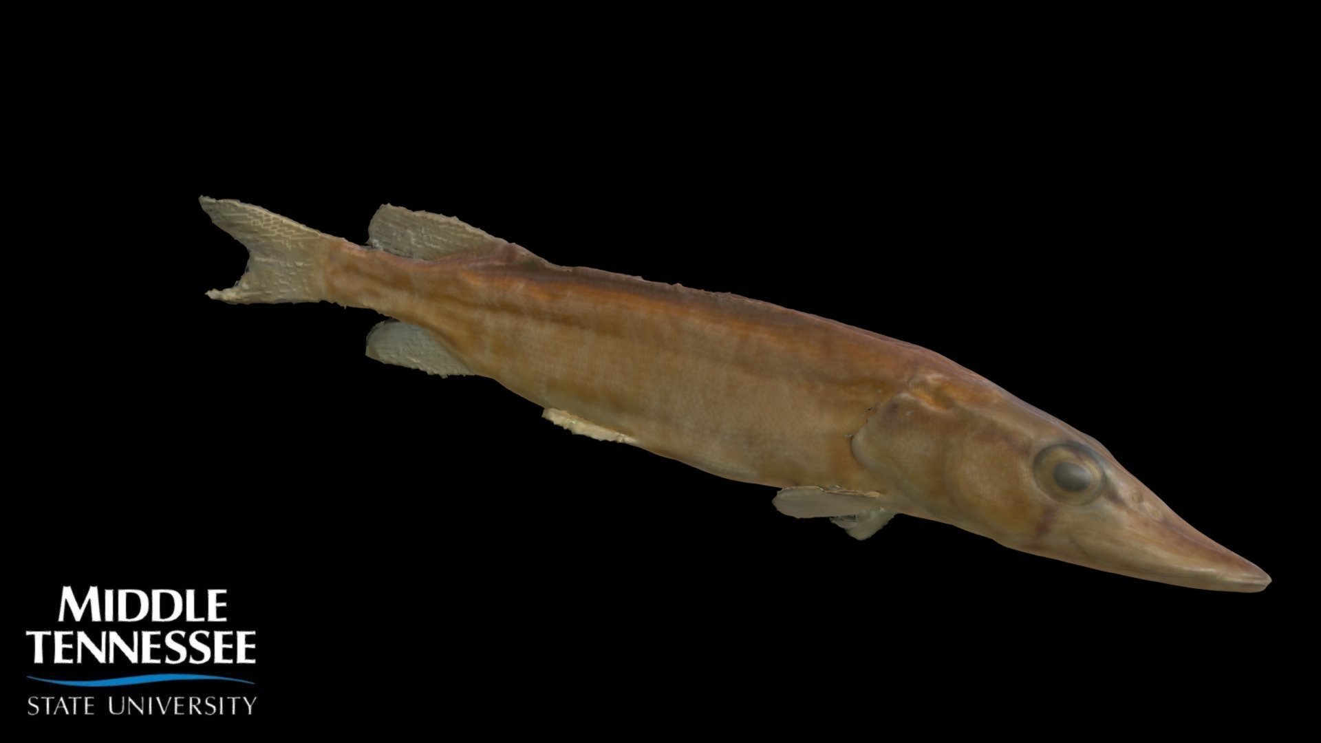 Grass Pickerel - Esox americanus