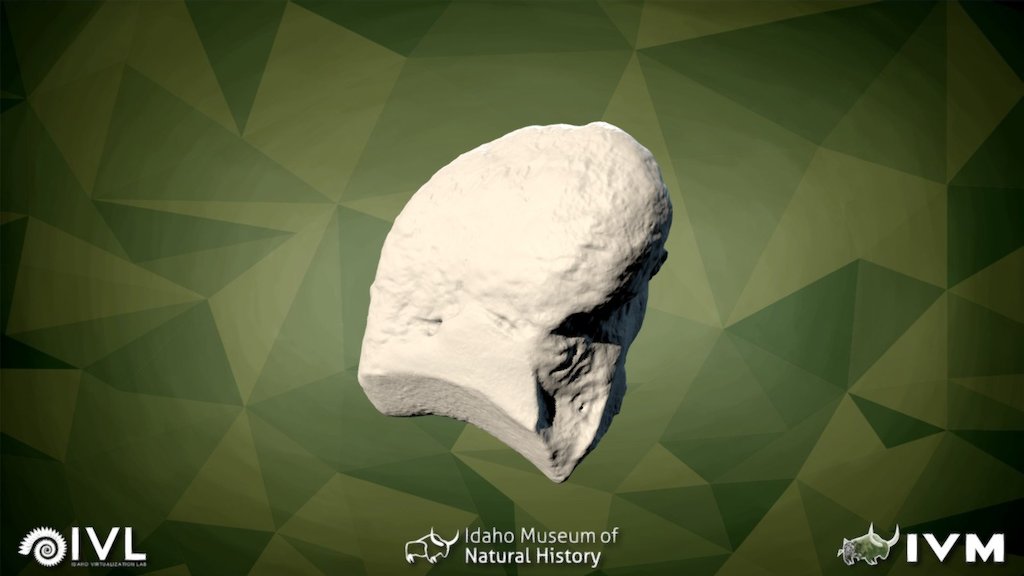 IMNH-75002-27- Sesamoid3