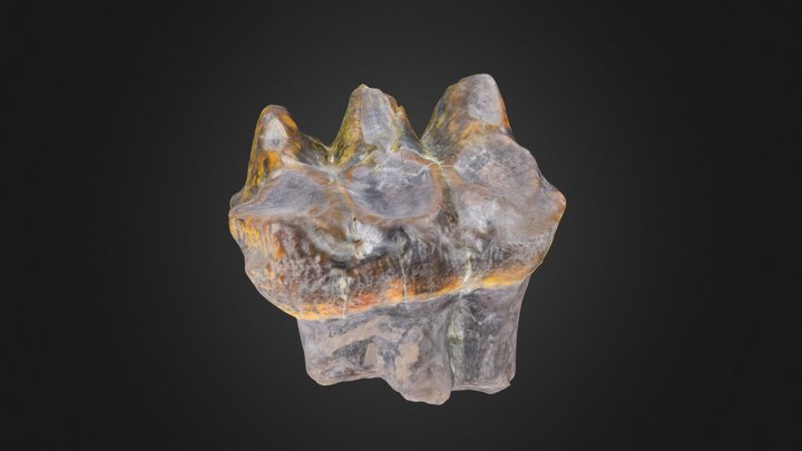 Vertebrate: Mastodon premolar (PRI) – Free 3D Model STL