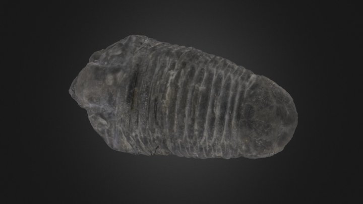 Trilobite: Dipleura dekayi (PRI 68155)