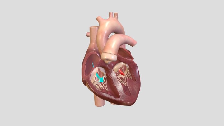 Animated Heart Cross Section with Blood Flow 3D Model