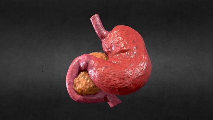 Pancreas 3D models - Sketchfab