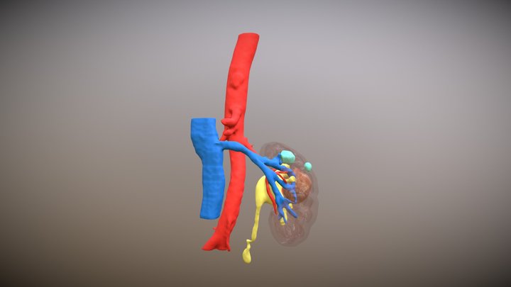 Lures Adrian Kidney transp 3D Model