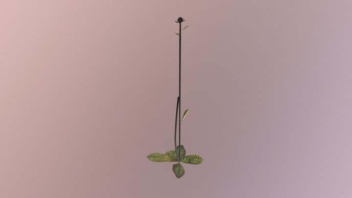 Rayless12 3D Model