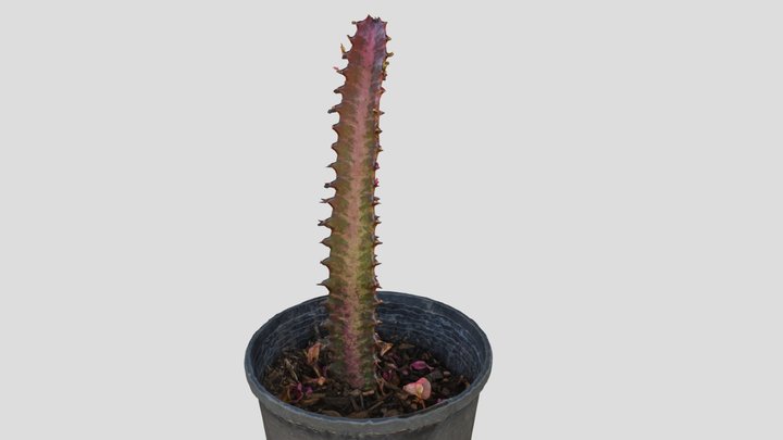Photoscanned Cactus 3D Model