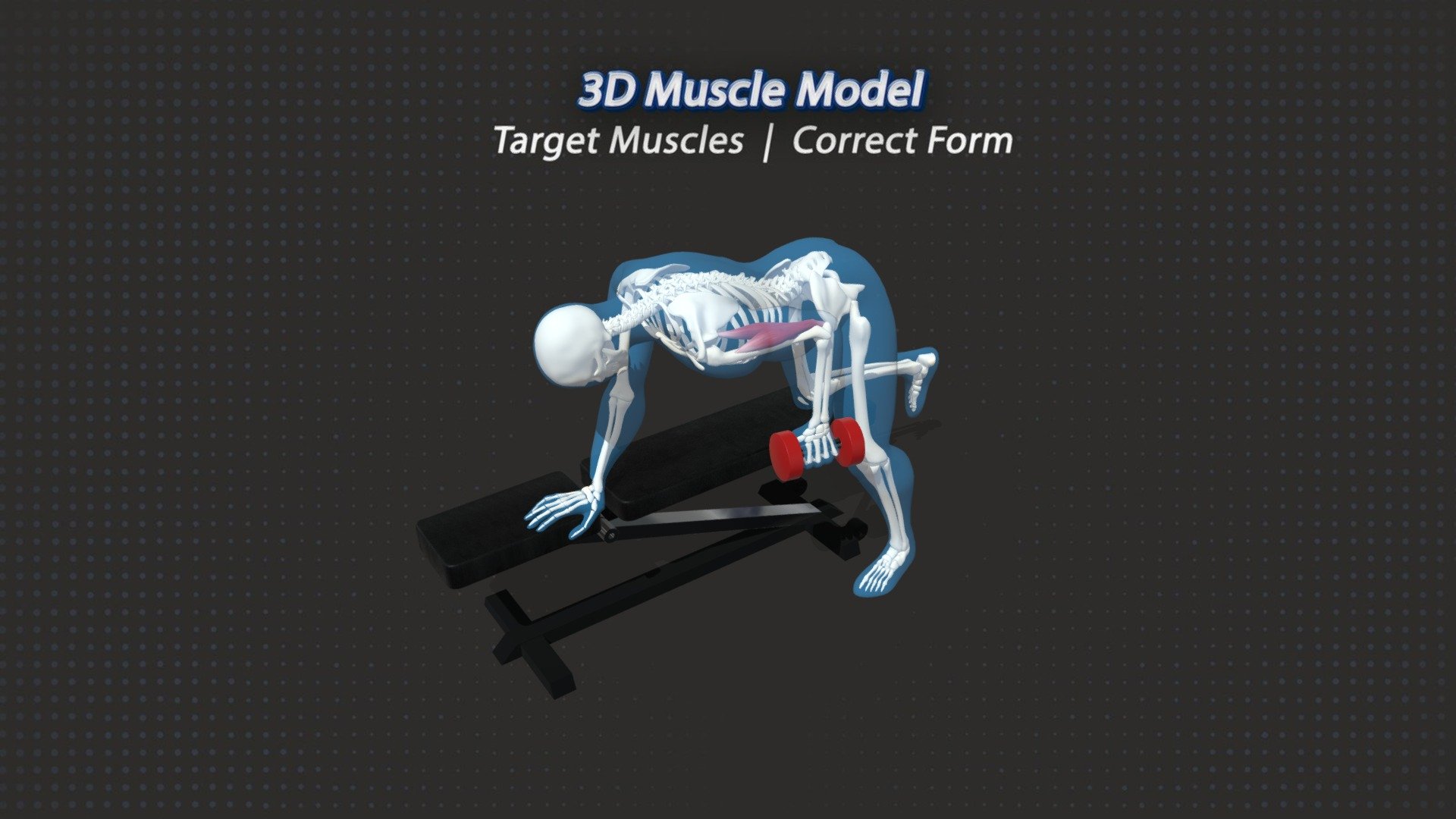 63. Tricep Kickbacks Dumbbell - 3D Model By Mike - 3D Muscle Model ...