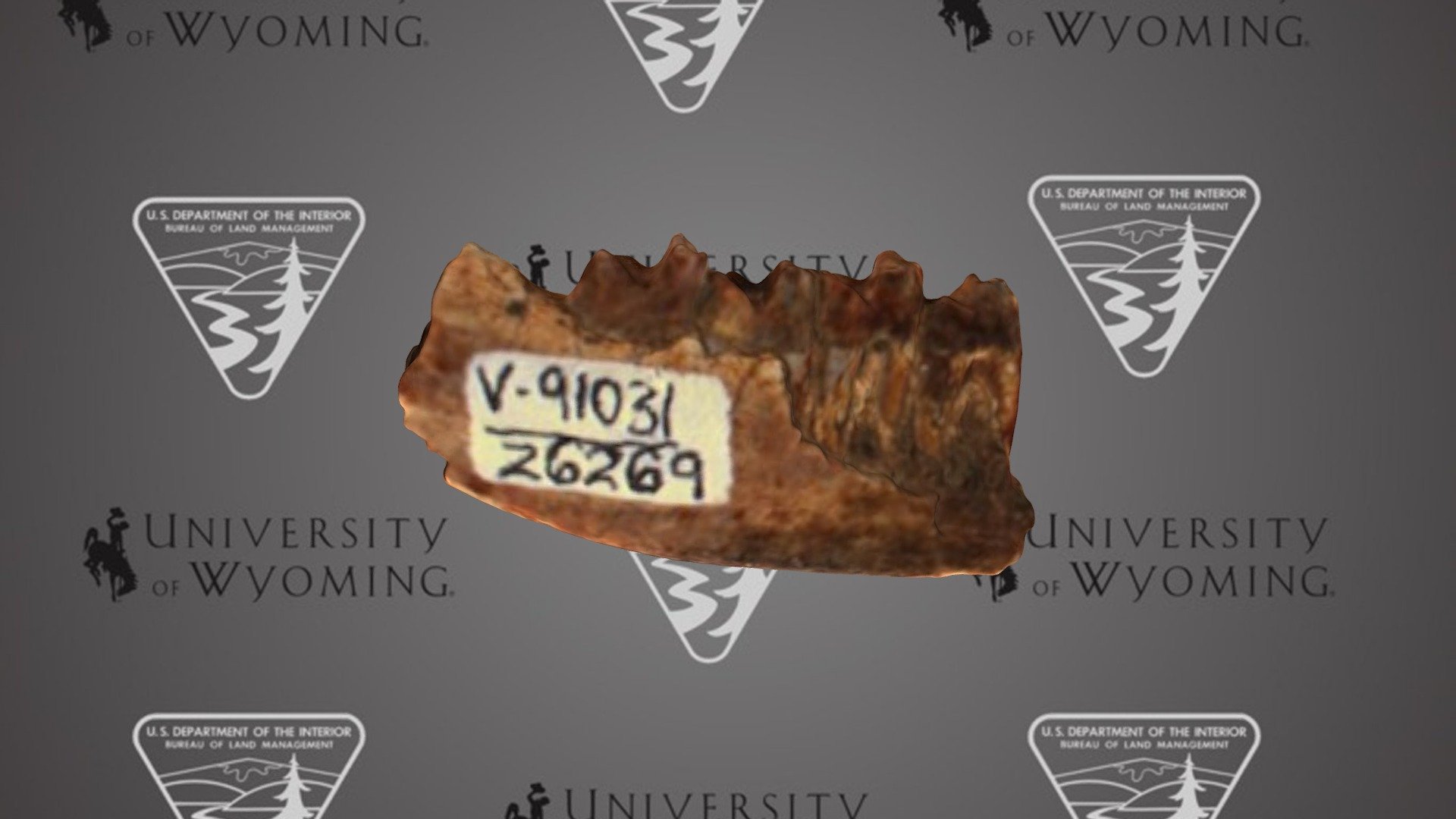 UW26269 - Palaeoryctidae, dentary