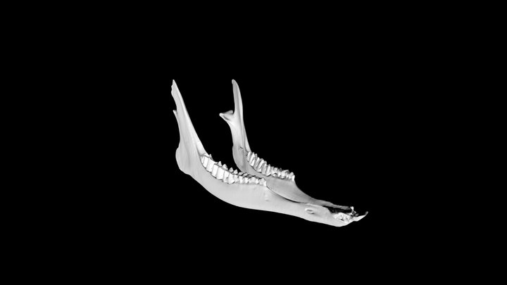 Whitetail Deer Mandible – Free 3D Model STL