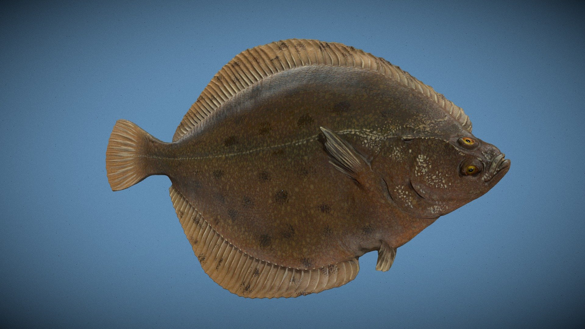 Писия (Pleuronectes Flesus Luscus (Pallas)) - 3D model by Archive RO_BG ...