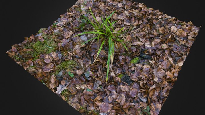 Leaves ground (lowres) – Modello 3D gratuito STL