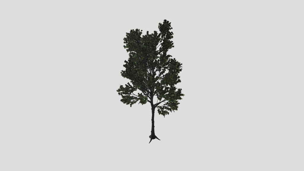 Maple Tree Variation
