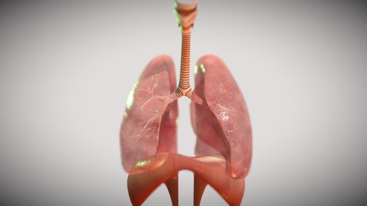 Respiratory_System(Lungs) 3D Model