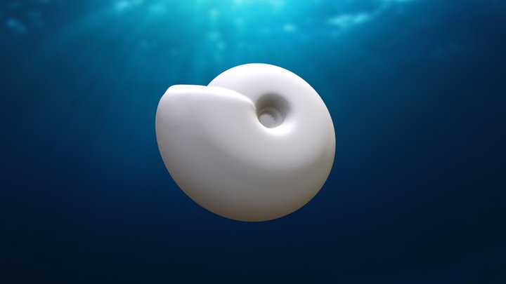 Sphereocone Shell of an Ammonite 3D Model