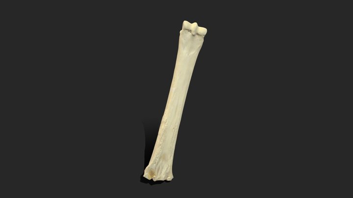 Metatarsal (Equidae) 3D Model
