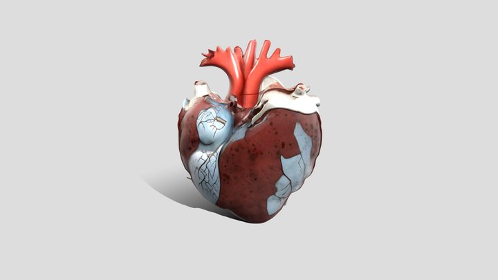 human_heart 3D Model