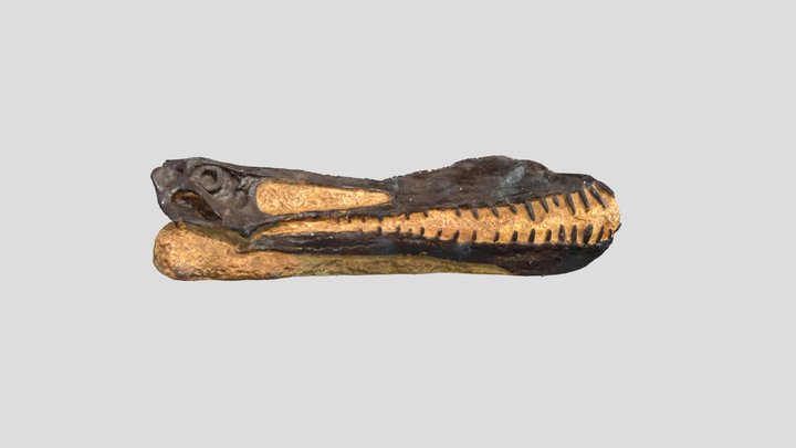 Ahnanguera skull fossil 3D Model