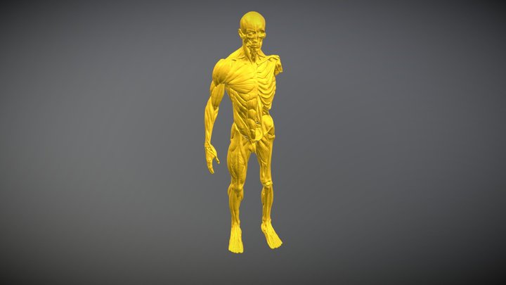 The ecorche of the Pyrosuvious 3D model