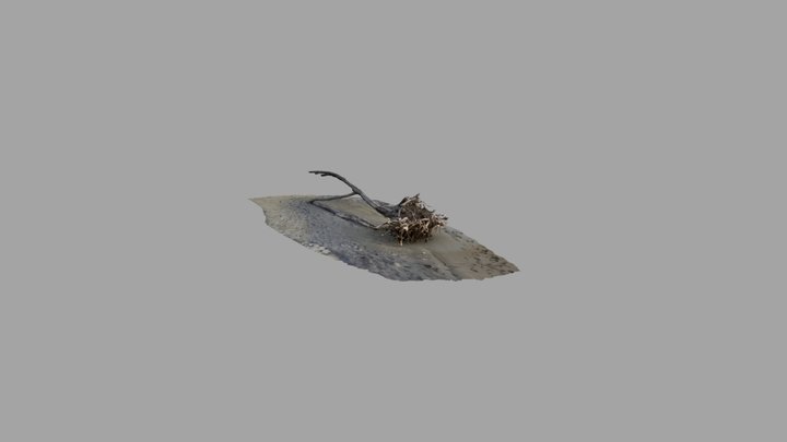 Mutiny Bay Driftwood 3D Model