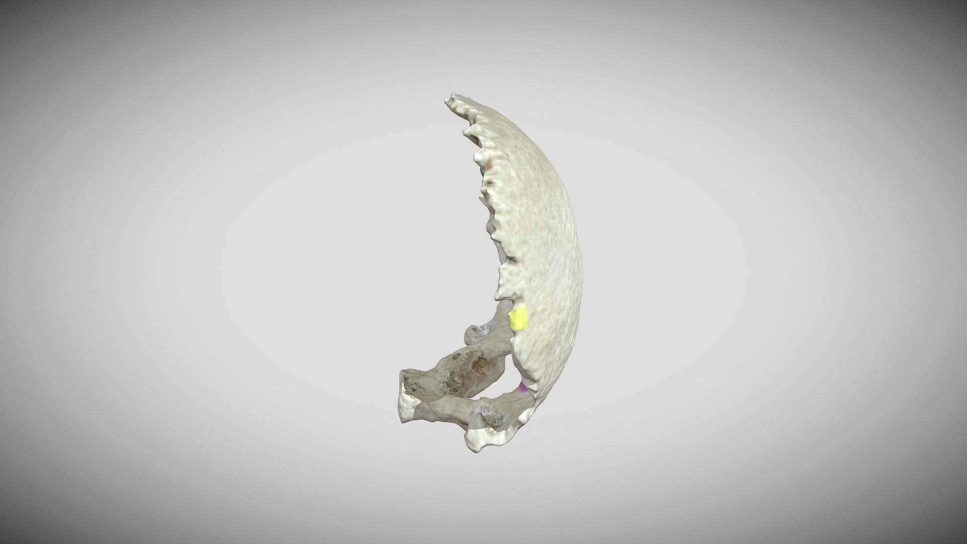 Occipital Bone Labeled Final 3d Model By San Diego State University Sdsu 0679720 7811