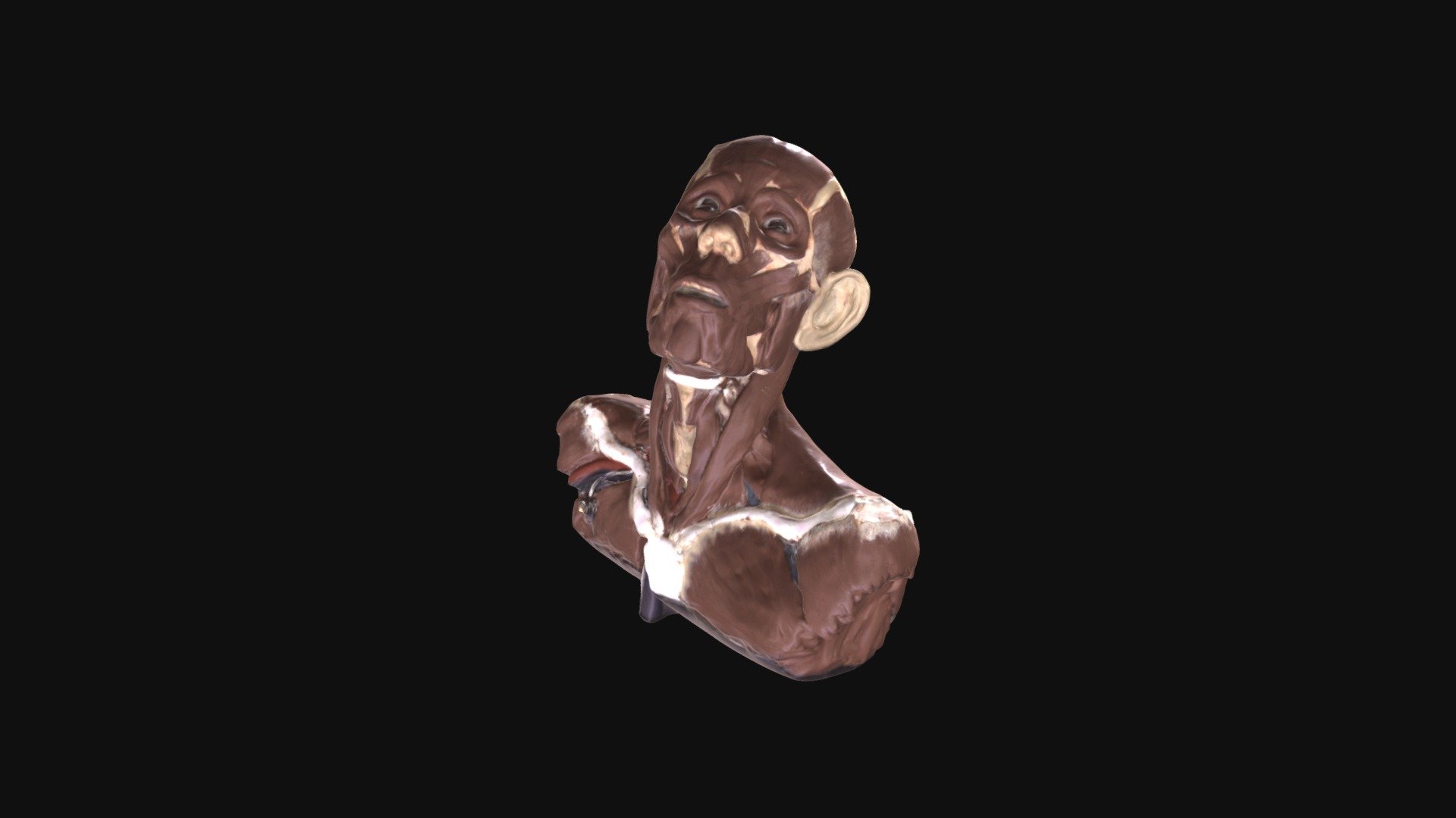 Anatomical Head
