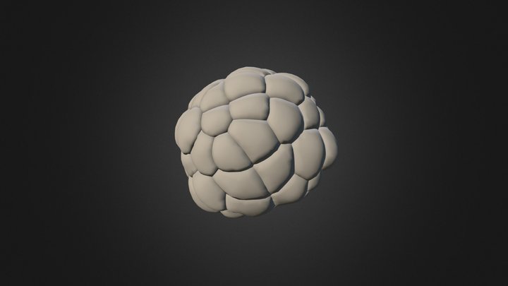 64-cell Stage Amira 1 3D Model