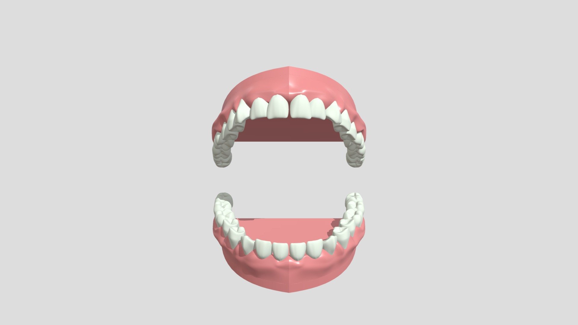 恆齒模型 Permanent Teeth Model - 3D model by UPEPHK [067e399] - Sketchfab