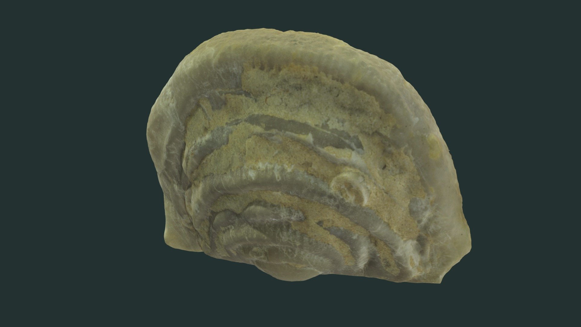 Leptaena acuticuspidata