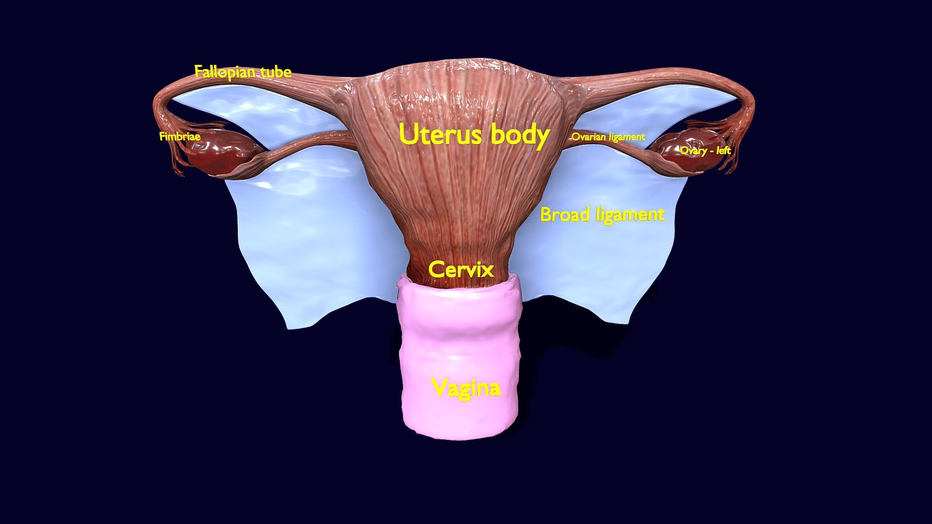 Uterus Blend
