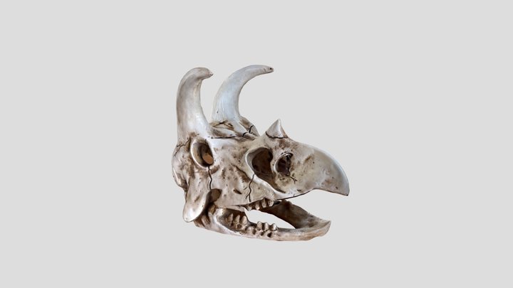 Dino skull photogrammetry 3D Model