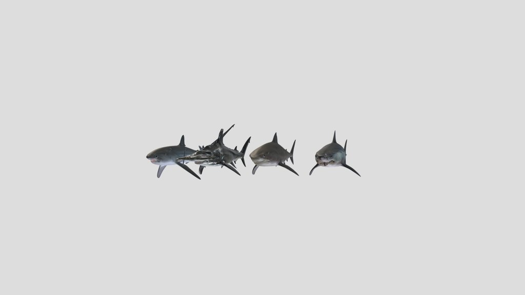 Thresher, Hammerhead, Tiger and MakoShark