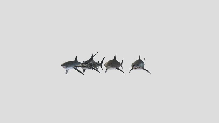 Thresher, Hammerhead, Tiger and MakoShark – Modelo 3D gratuito STL