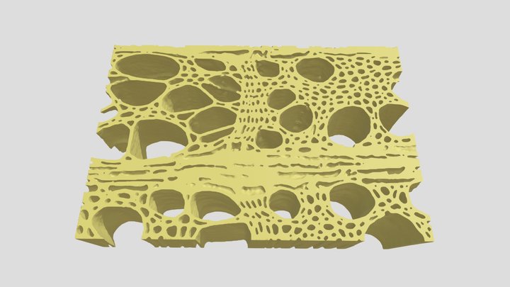 Plane tree: Wood at the growth-ring boundary 3D Model