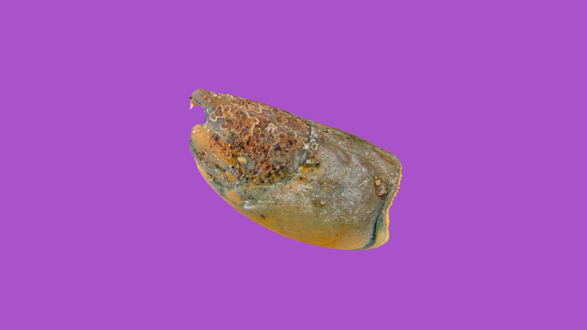 American lobster Ha270 01 with ESD level 2