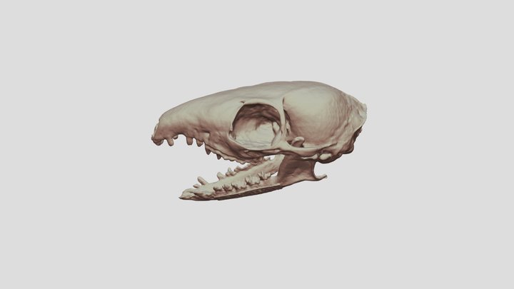 Tree shrew Sketchfab 3D Model