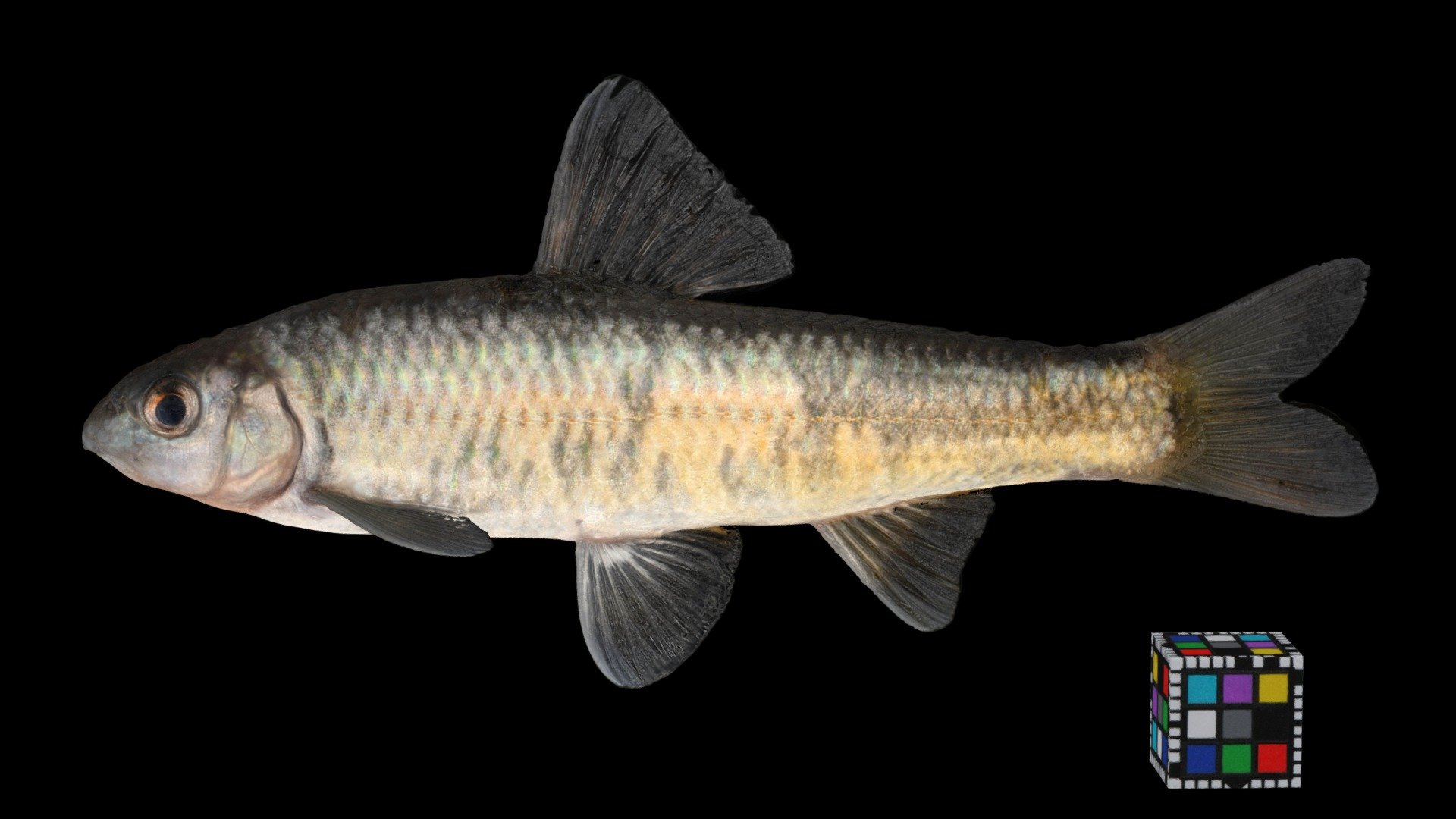 カワヒガイ ♂ Sarcocheilichthys variegatus variegatus