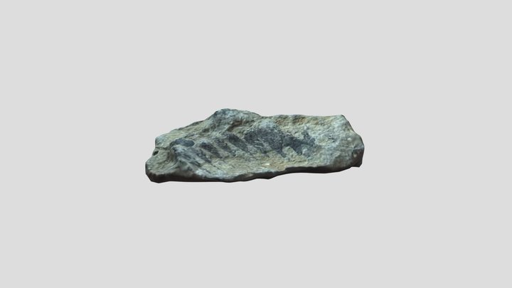 Amonite