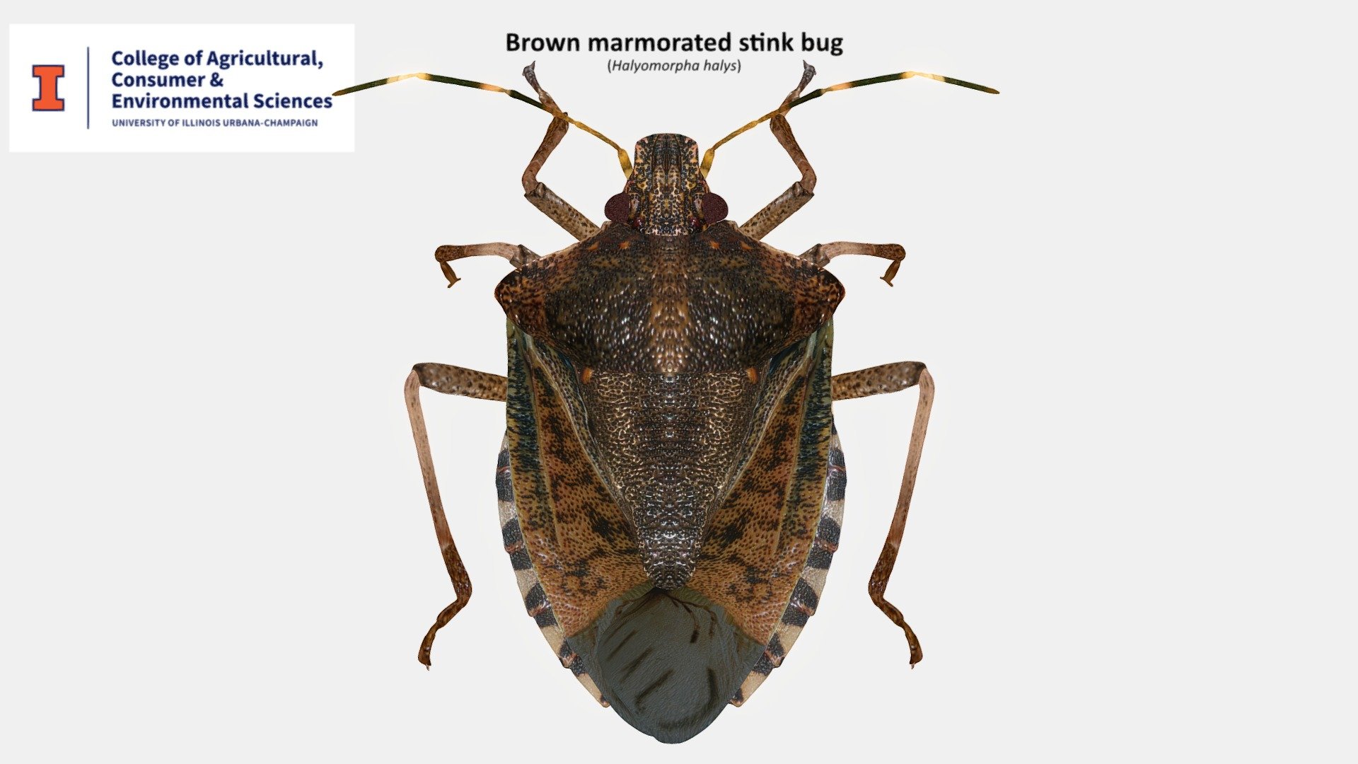 Marmorated stink bug - 3D model by Yony T. Callohuari (@ycallohuari ...