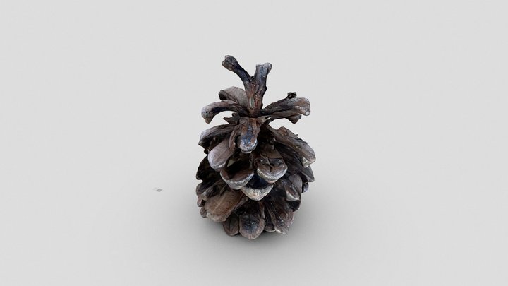 Pine cone – Modello 3D gratuito STL