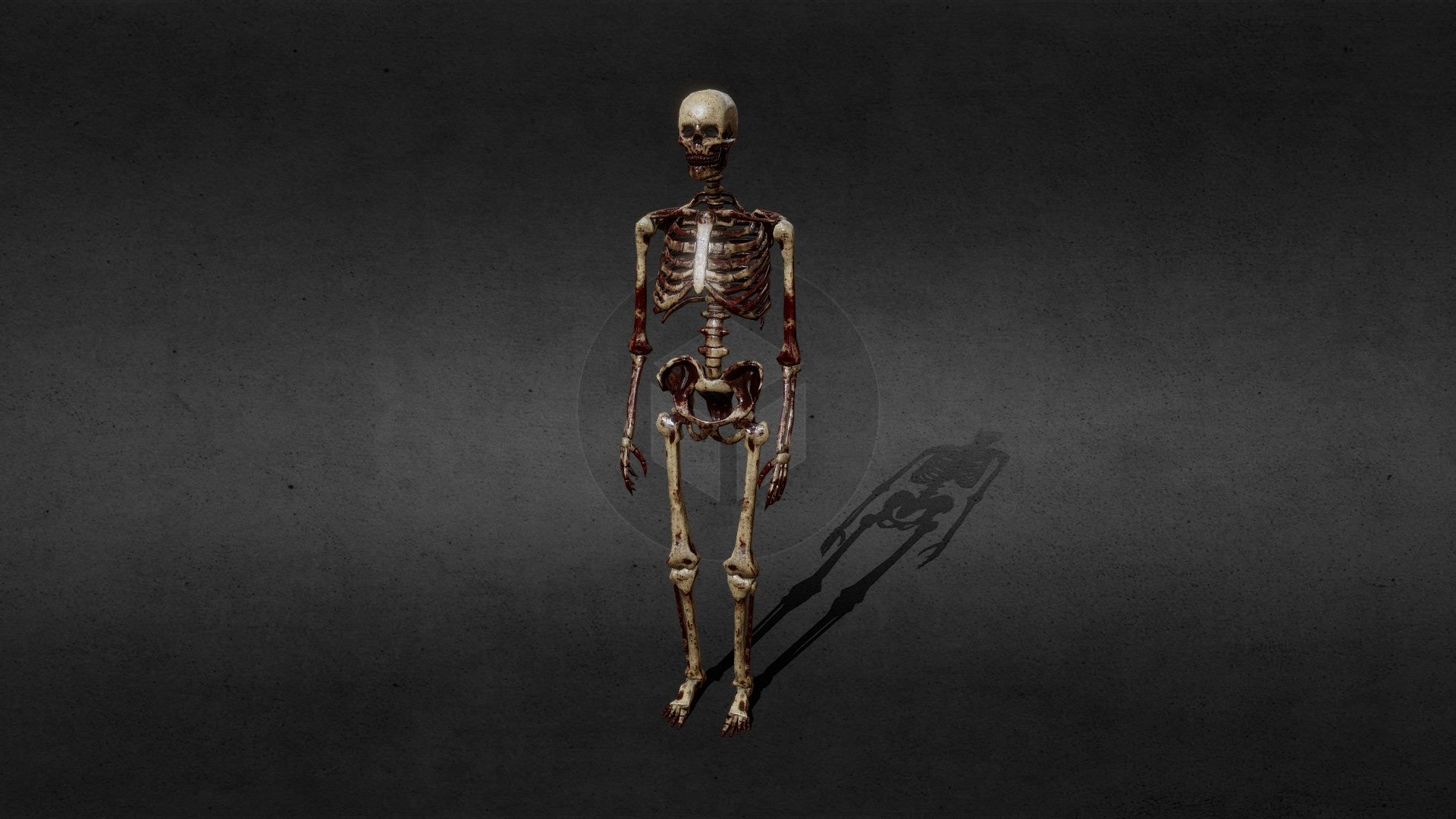 Skeleton Download Free 3D model by DJMaesen (bumstrum) [06959a2