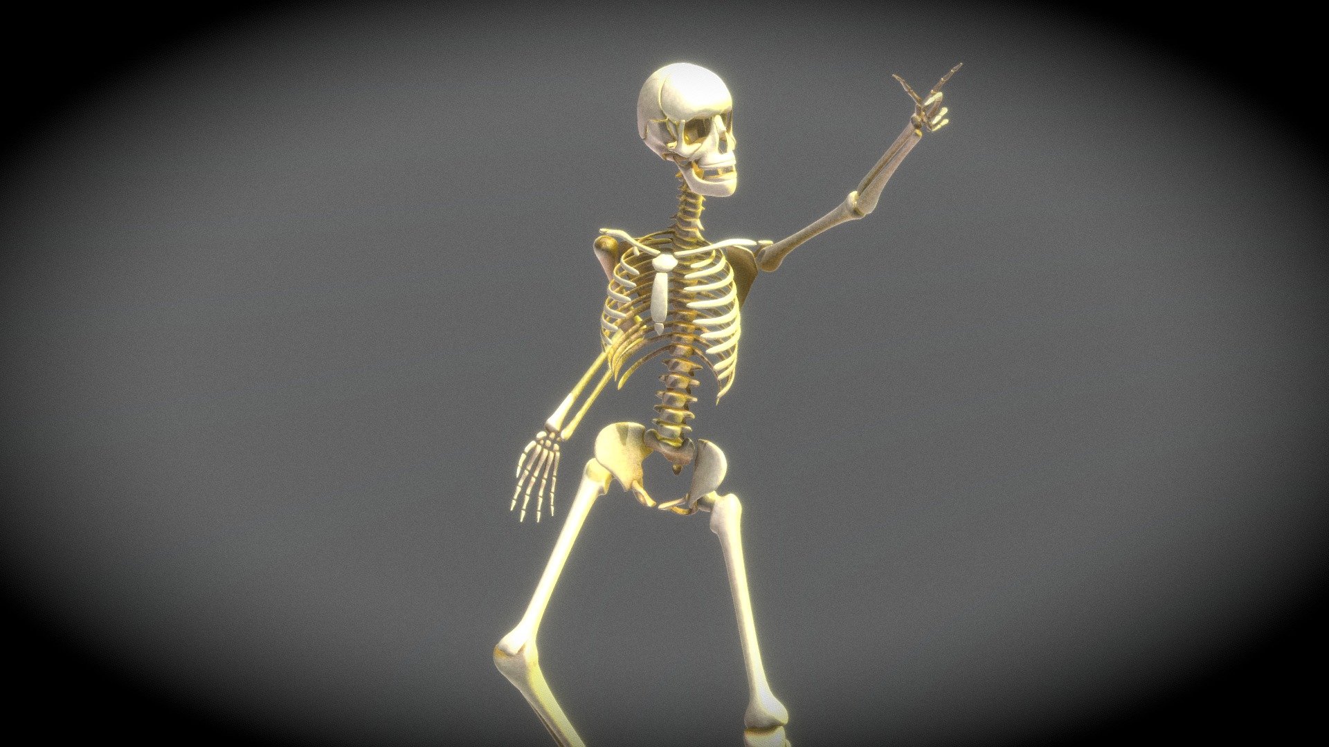 Skeleton, Bones of Ray