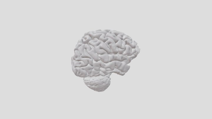 Old Adult Brain from MRI 3D Model