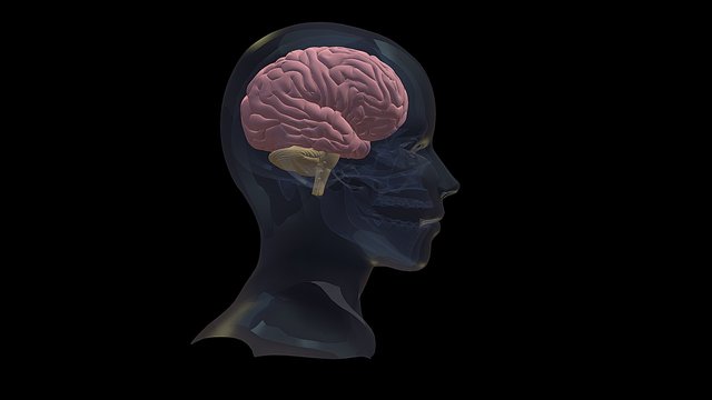 Brain3D 3D Model