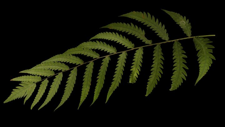 CC0 オオカグマ？ Japanese Chain Fern, W. japonica – Modello 3D gratuito STL
